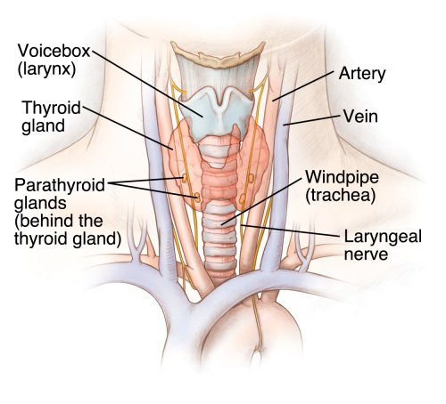 neck diagram