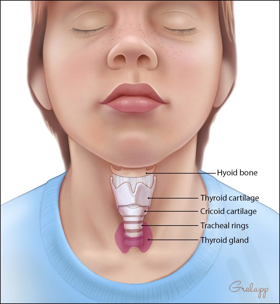Pediatric larynx front view
