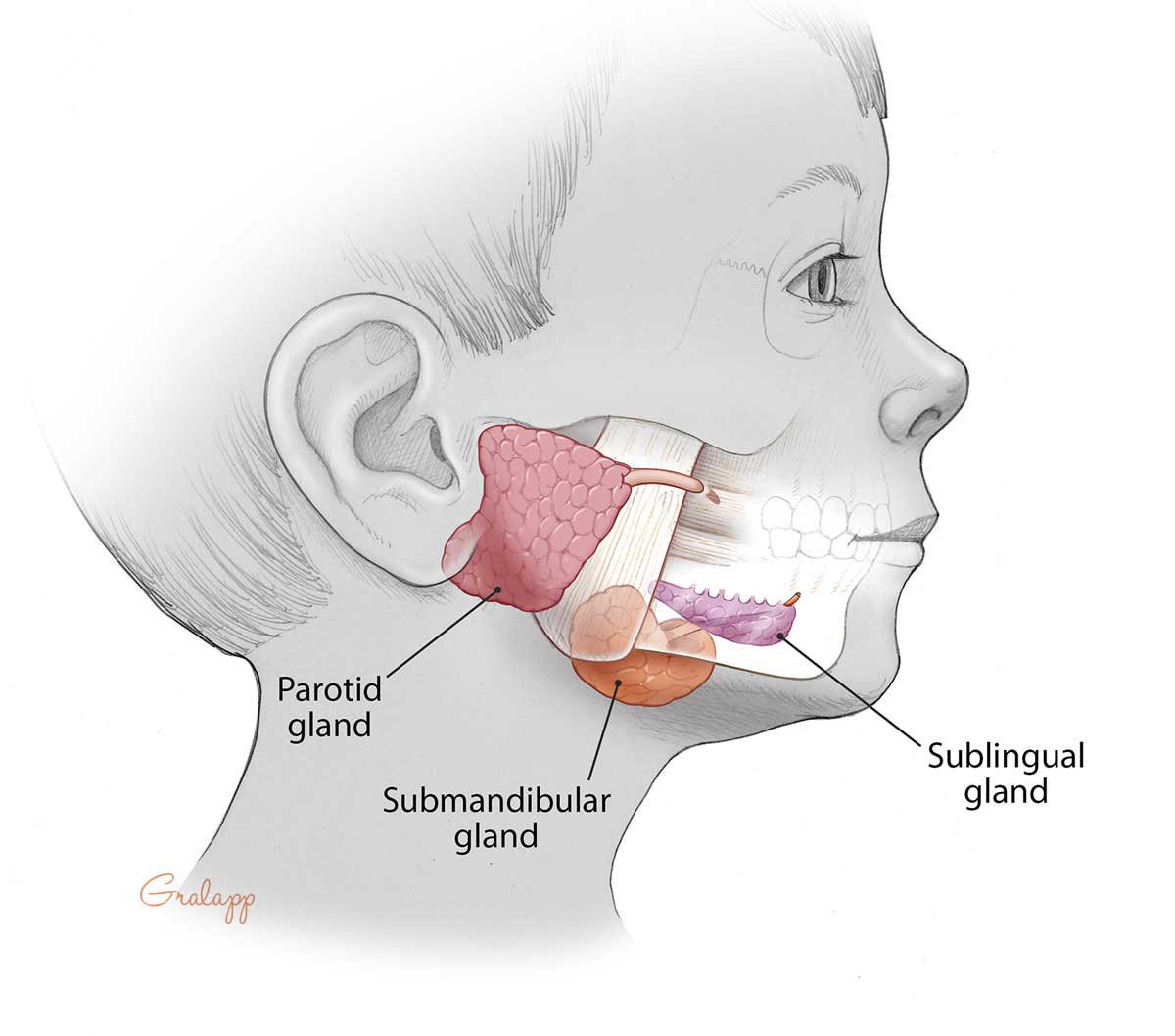 Salivary glands