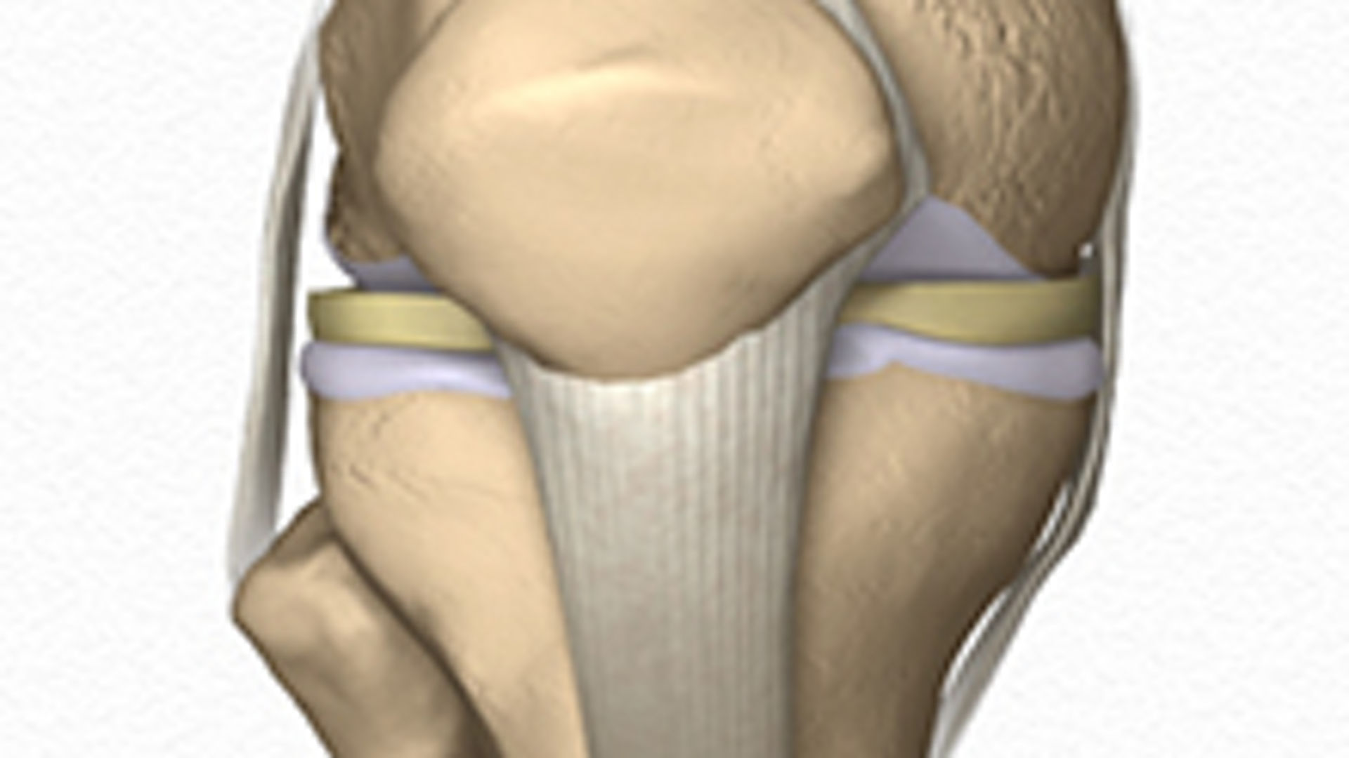 ortho animation image