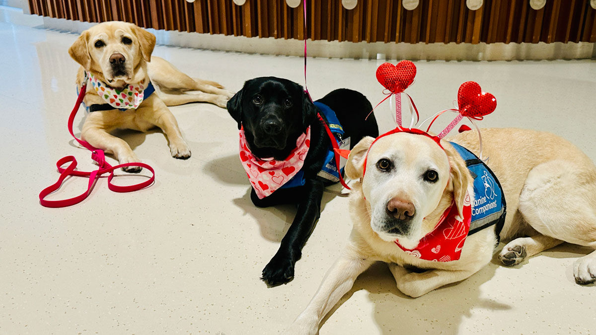 Dogs from Packard Paws at Lucile Packard Children's Hospital Stanford in Palo Alto, CA