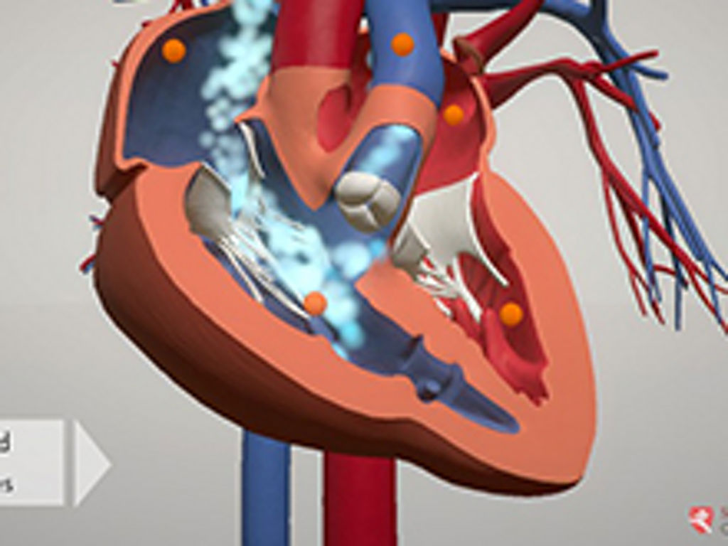 Learn how a child's heart works using our interactive 3-D heart animation